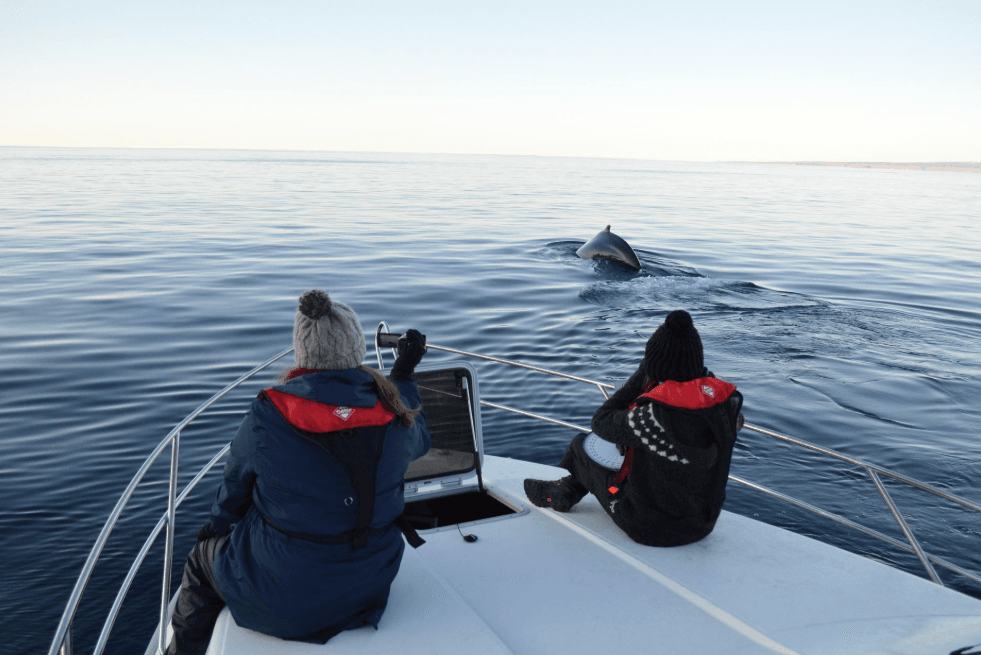 How Scientists Measure Humpback Whale Song Cycle Duration