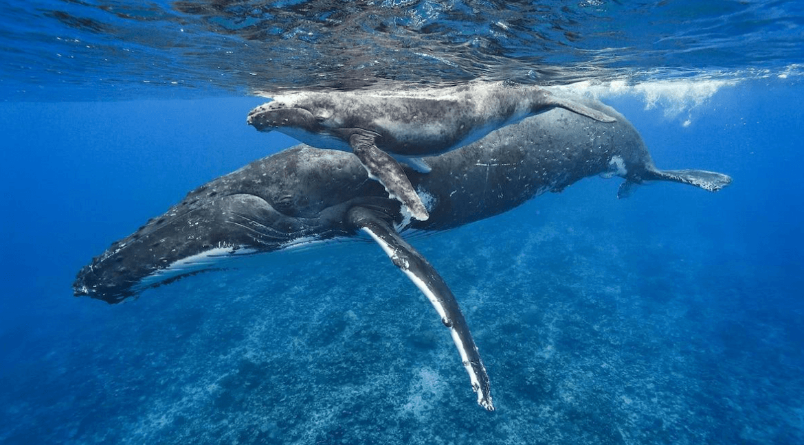 What to Wear for Whale Watching in Samaná (2027 Guide)