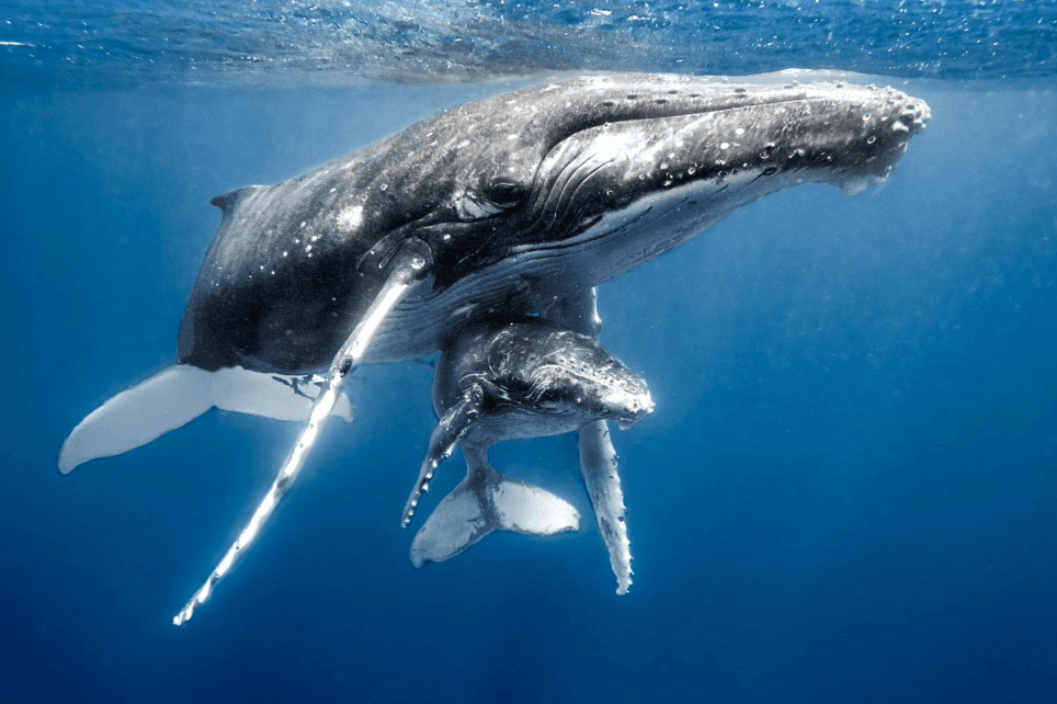 Humpback Whale Social Interactions in Samaná Bay