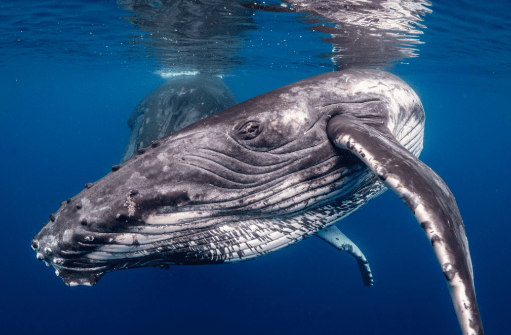 Humpback Whale Injuries: Causes, Healing and Recovery