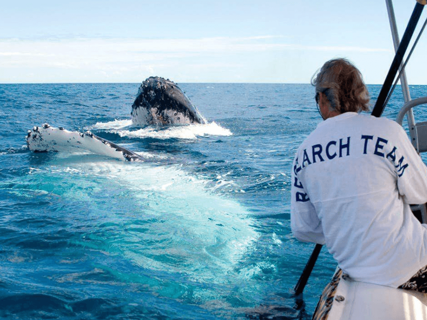 Why Do Humpback Whales Make Sounds Underwater?