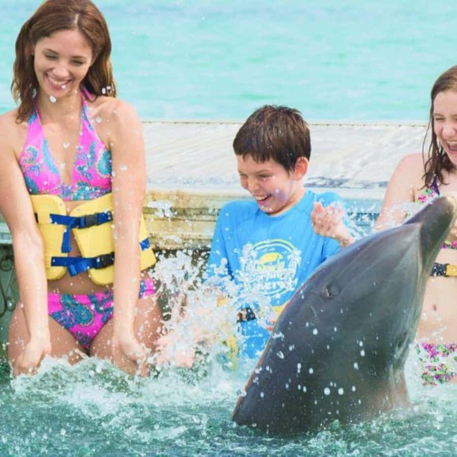 Punta Cana: Königliches Delfinschwimmen — Guided tour and outdoor activity