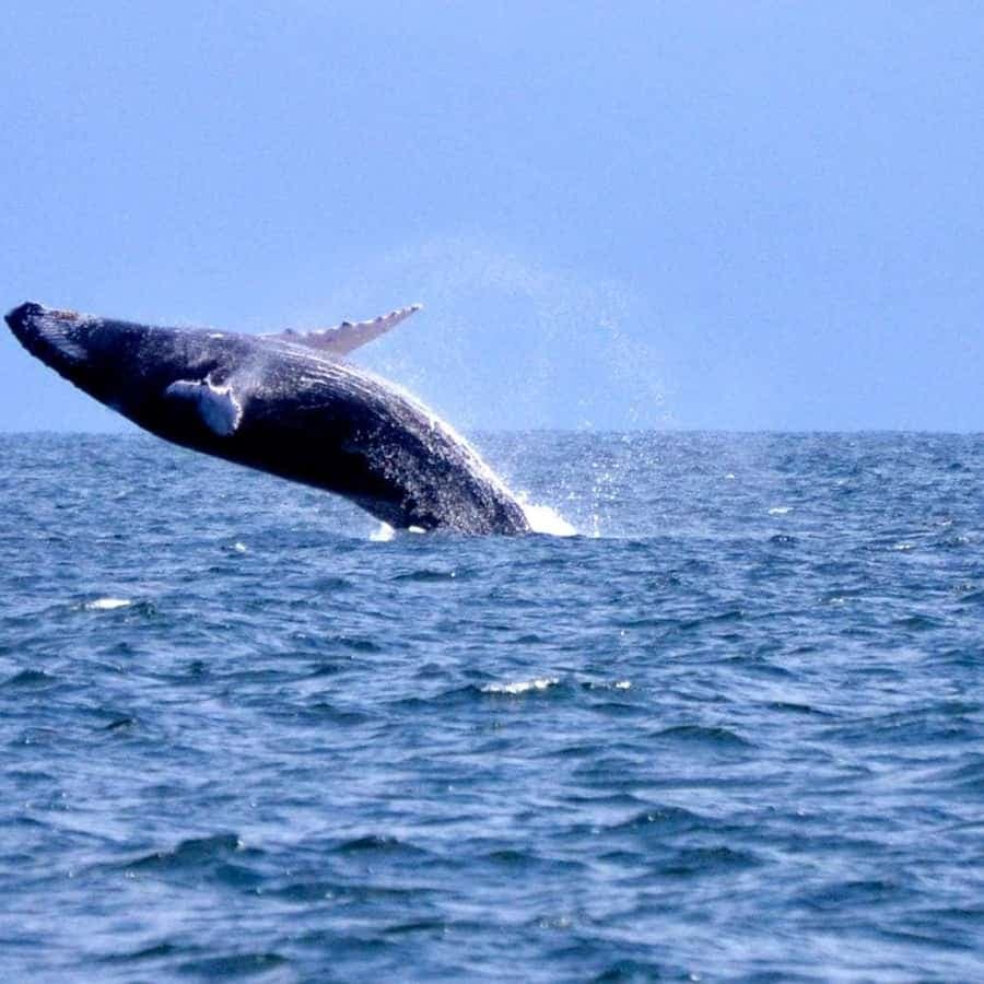 Bayahibe pou Samaná Whale Watching | Prive katamaran vwayaj — Guided tour and outdoor activity