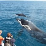 Bayahibe: Private Walbeobachtung in Samaná und Cayo Levantado (Bacardi-Insel) — Guided tour and outdoor activity
