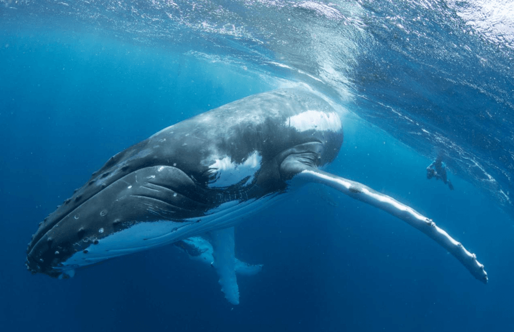 How Do Humpback Whales Communicate Through Body Movements?