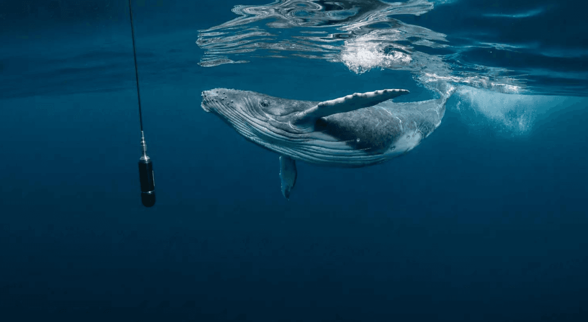 Humpback Whale Song Dialects: How Scientists Compare Regions