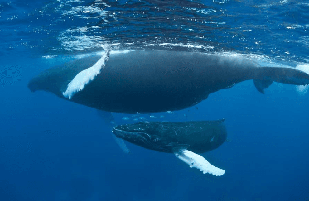 How to Use Binoculars for Whale Watching in Samaná