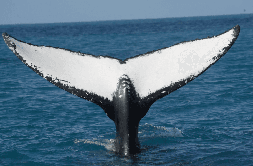 How Humpback Whales Use Their Senses in the Ocean
