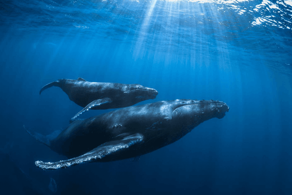 How to Identify a Humpback Whale by Its Dorsal Fin