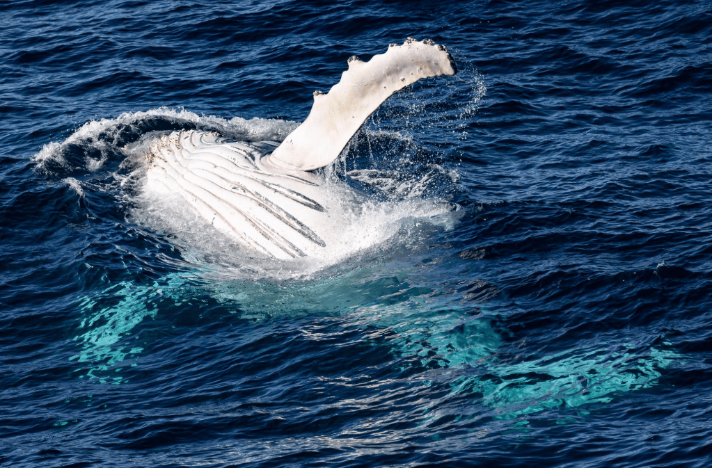 Why Humpback Whales Surface on Different Sides of a Boat