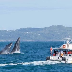 Samana: Whale Watching and Cayo Levantado Full Day Tour